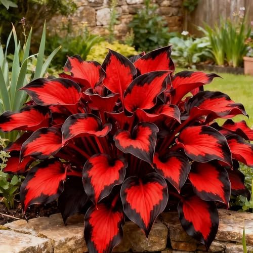 FERIWOY Hosta Bulb Soft Green Foliage Ideal for Shaded Garden Spaces (Color 8)