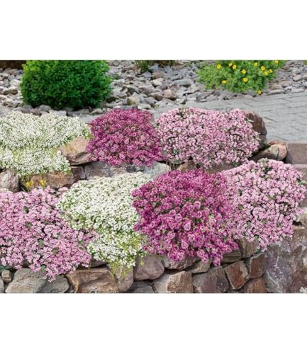 BALDUR Garten 9er Bodendecker-Set Thymian, Pflanzen im 9x9 cm-Topf, locken Bienen und Insekten an, intensiver angenehmer Duft, winterhart, trockenheitsresistent, pflegeleicht, für Beet & Naturgarten