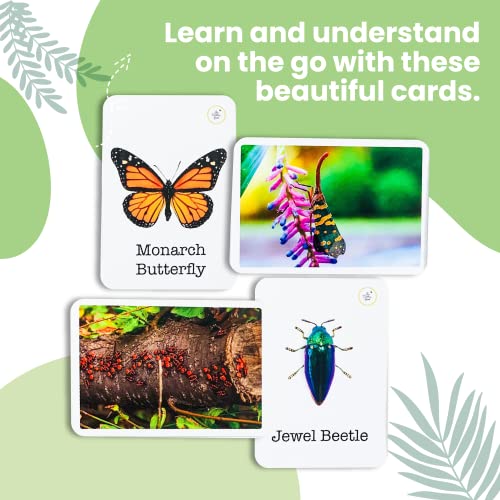 Image of Wonder Bugs | 36 Laminated Anti-Glare Cards | Montessori Inspired Fun & Easy to Learn Toys for Kids