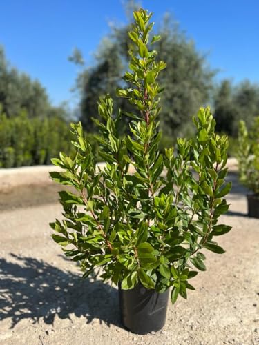 Arbutus Unedo Erdbeerbaum Winterharte Immergrüne Gartenpflanze 80-100 cm im Topf