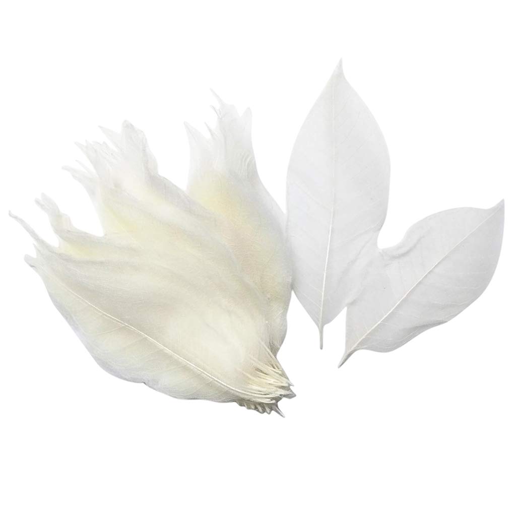 100x Natural Magnolia Skeleton Leaf Leaves Scrapbooking White