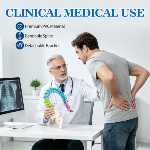 Image of 34.6 inchLife-Size Colored Anatomical Spinal Model with Anatomical Diagram
