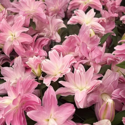 semillas de lirio resistentes - jardín perennes resistentes plantando lirios plantas decorativas plantas resistentes para balcones planta de interior - Plantas raras - 55pcs