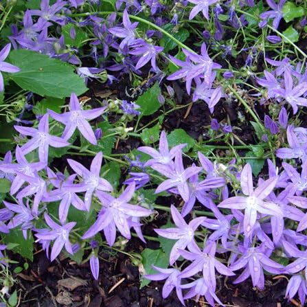 Plant World Seeds - Campanula Poscharskyana Seeds (Alpine Plant Seeds)