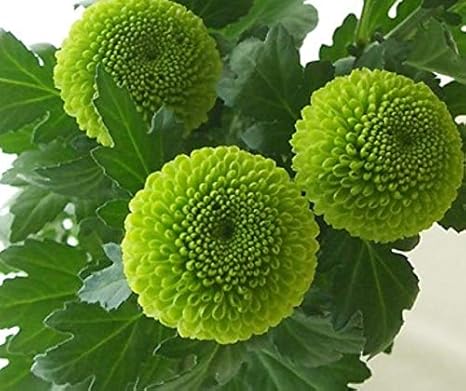 Amazon Puriza 生花 ピンポン菊 ピンポンマム 色セレクト ポンポン咲き 菊 切り花 生け花 アレンジ お供え 仏壇 5本 フィーリンググリーン フラワーアレンジメント オンライン通販