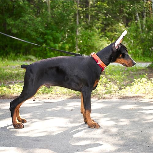Image of Dog Ear Posting Kit, Dog Ear Stand Up Support Tool Two Ways, Dog Ear Stick Foam Tape Dog Supplies Dog Ear Fixed Correction Vertical Holder for Doberman Pinscher Dog Samoyed Corgi