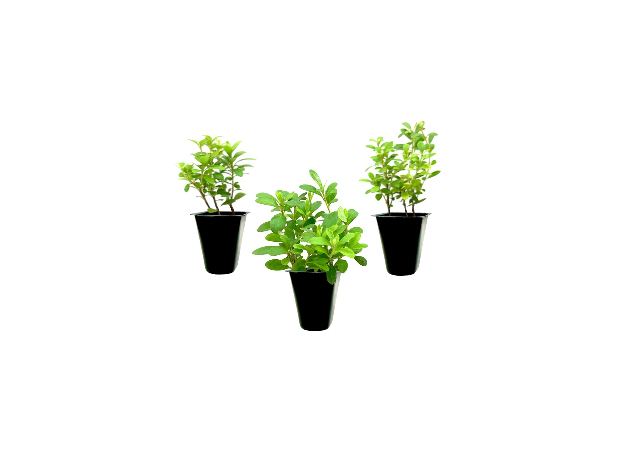 Florida Foliage Azalea Vivid 3 Live Plants
