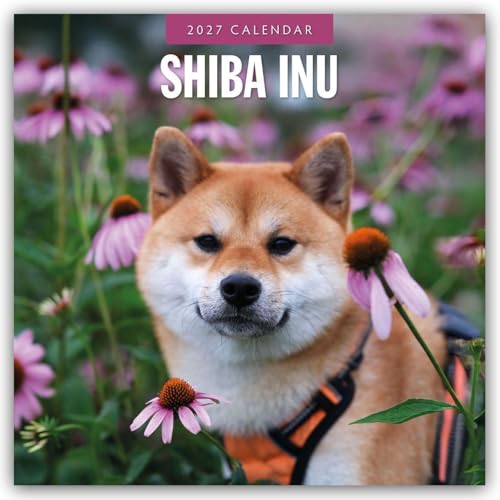 Shiba Inu 2027 – 16-Monatskalender: Original Red Robin Publishing Ltd-Kalender [Mehrsprachig] [Kalender] (Wall-Kalender)