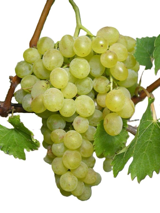 Arolanka Tafeltraubenrebe | Süße knackige Trauben | Winterhart & robust | Ideal für Garten Terrasse & Balkon | 3-jährige getopfte Weinrebe