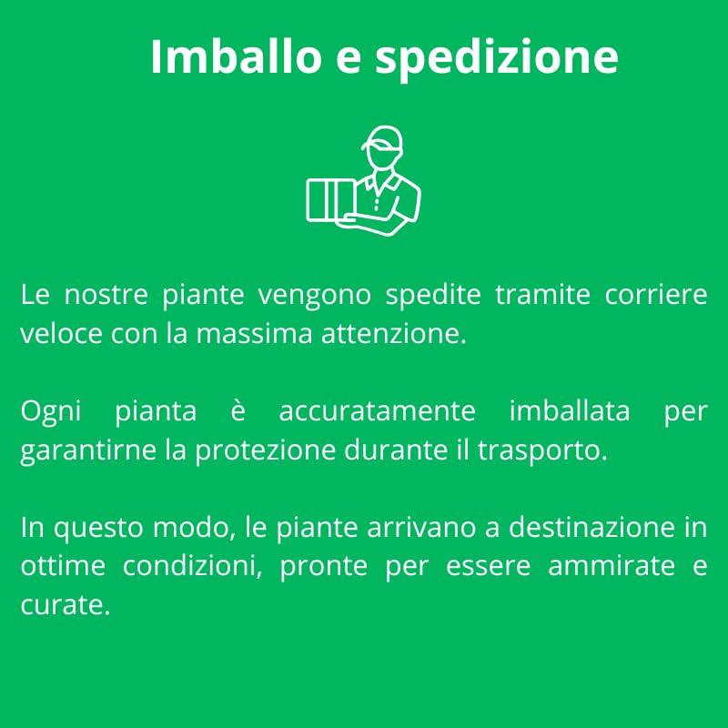 PIANTA DI RUTA SU VASO 14 IN CONFEZIONE DA 2 PEZZI