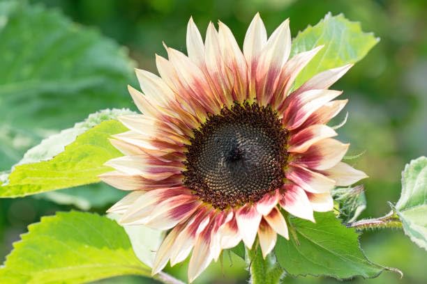 Strawberry Blonde Sunflower Seeds Gardening Pack-picture-17