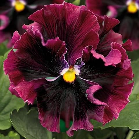 Premier Seeds Direct Pansy Frizzle Sizzle F1 Burgundy Cover