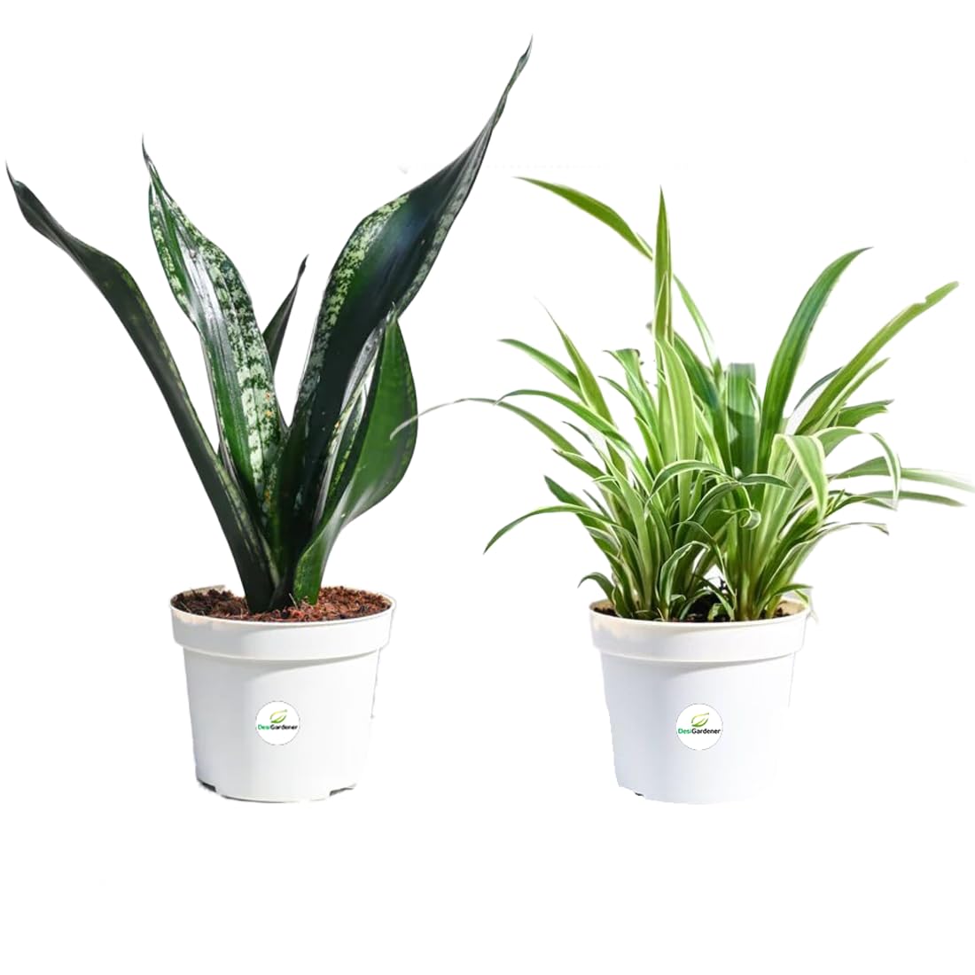 Lalthra Hanging Grass Plant - Easy Indoor Outdoor Decor -8