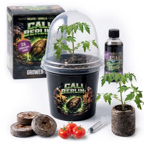 Diamond Buds Cali Berlin Genetik 3er Set Exklusiver Anzucht-Starter mit feminisierter Genetik Quelltöpfen Pflanzenschalen & Nährstofflösung