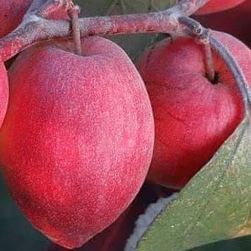 See full amazon price history chart for Greenvalue Red Thailand Ball sundari Apple Ber/Kashmiri Apple Ber Grafted Healthy plant Pack of 1 Greenvalue Red Thailand Ball sundari Apple Ber/Kashmiri Apple Ber Grafted Healthy plant Pack of 1 (B0BS935BD5) Amazon Price History, Amazon Price Tracker