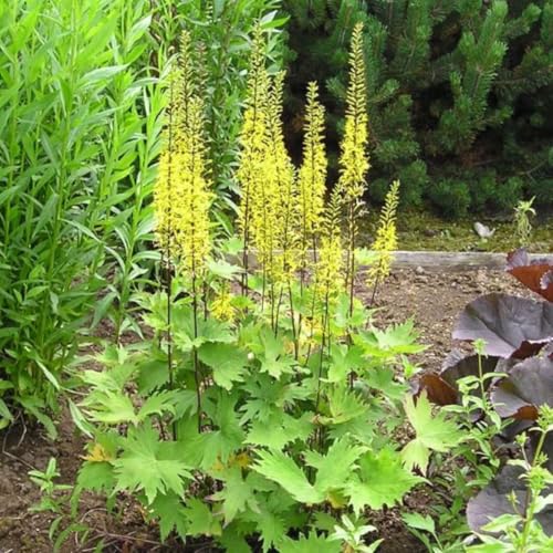 リグラリア プルゼワルスキー 穂咲き Award of Garden Merit受賞(英国)耐寒性有 リグラリア プルゼワルスキー 穂咲き Award of Garden Merit受賞(英国)耐寒性有