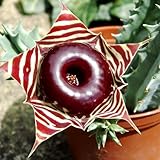 Lifesaver Zebrina Starfish Cactus Cactus Plant, Trailing Cactus Succulent Well Rooted in 2' Pot Ornamental Houseplant for Hanging Basket