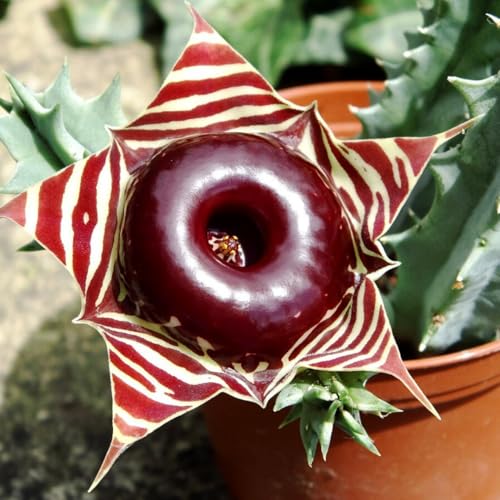 Lifesaver Zebrina Starfish Cactus Cactus Plant, Trailing Cactus Succulent Well
