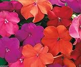 Impatiens Seeds - XTREME TANGO MIX- ideal for Baskets,Containers & window boxes (50 Seeds)