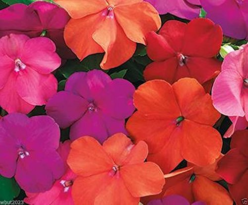 Impatiens Seeds - XTREME TANGO MIX- ideal for Baskets,Containers & window boxes (50 Seeds)