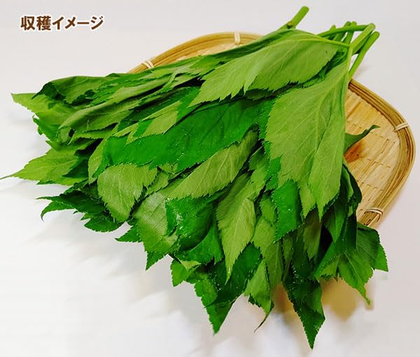 Amazon.co.jp: アシタバ(明日葉)3号ポット8株セット : DIY Amazon.co.jp: アシタバ(明日葉)3号ポット8株セット : DIY