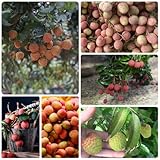 semi di litchi, giardino di Litchi chinensis, da balcone semi biologici rustiche per balconi 40pcs