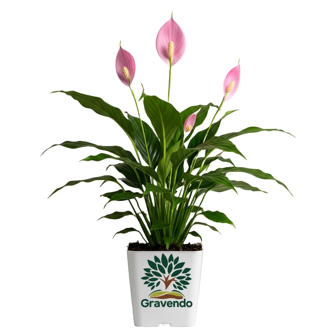 Gravendo Peace Lily Live Plant | Healthy Live Plants | Indoor Plants for Living Room, Gifting, indoor plants with pot