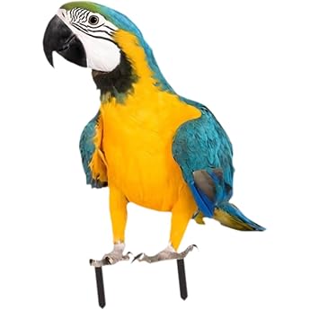 1 x Acrylic Parrot Garden Stake Weatherproof Decorative Ornament 19.8 x 30 cm for Lawn and Flower Beds