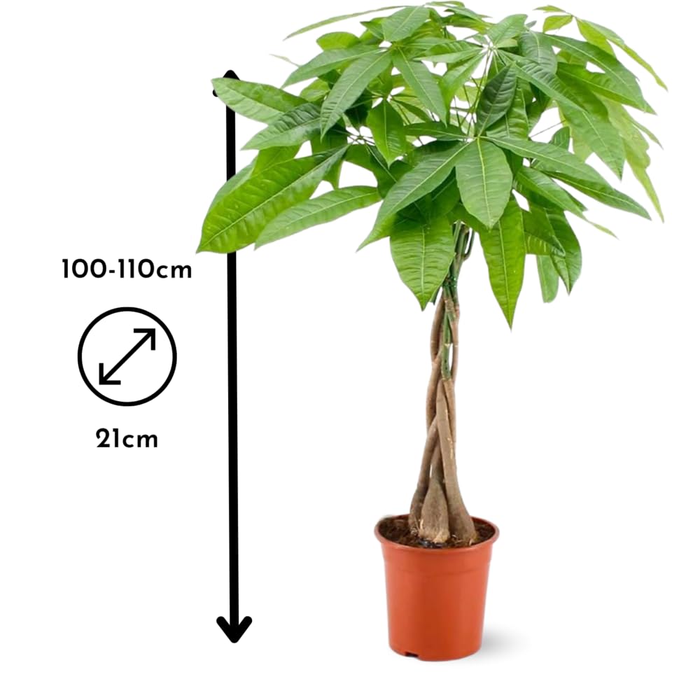 Attitude Jardin - Pachira aquatica - plante d'intérieur - peu d'entretien - 100-110 cm - ⌀ 21 cm - money tree