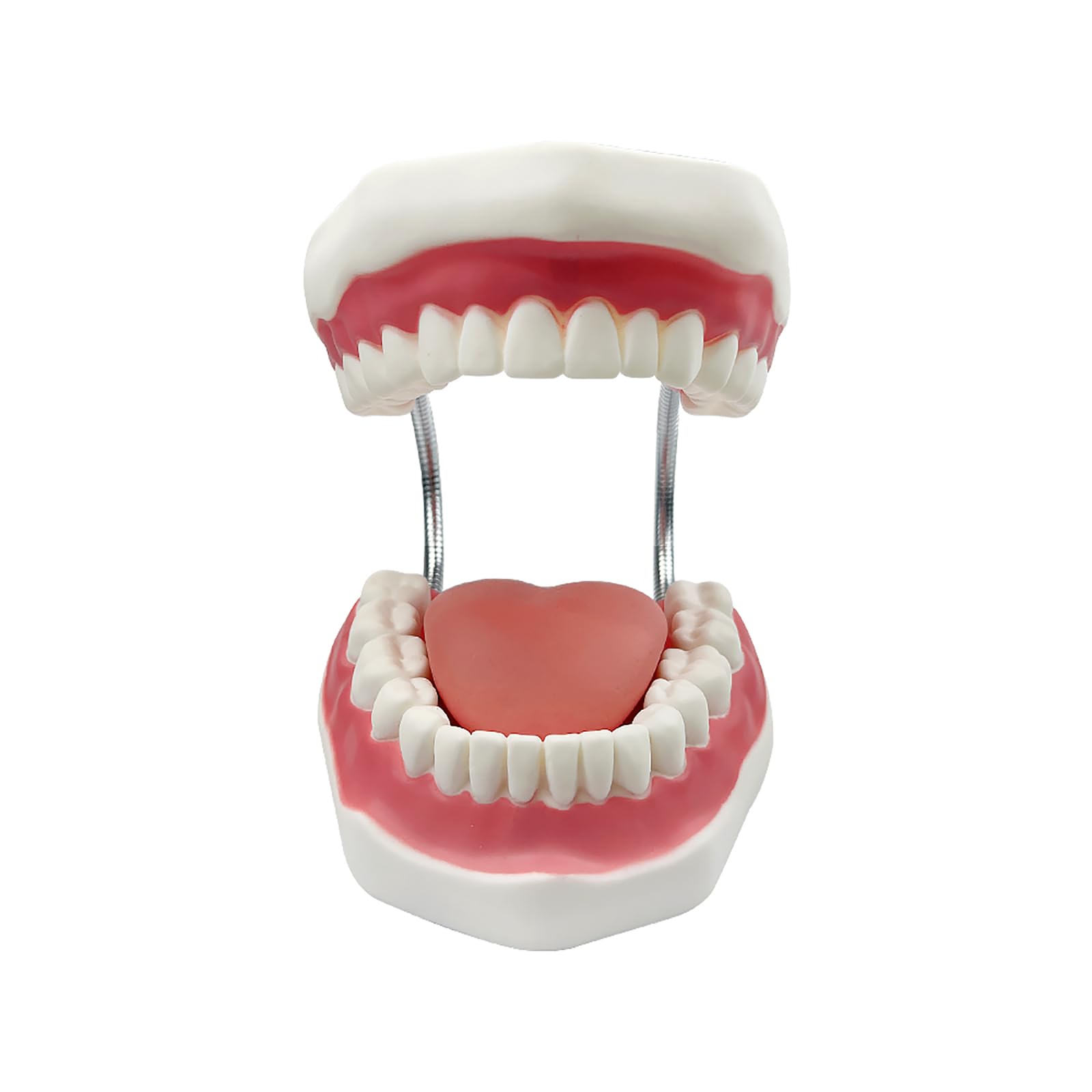 Grand modèle de dents anatomiques pour enseignement des dentistes avec brosse à dents 22 x 15 x 14 cm
