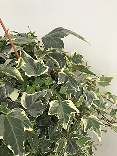 Variabel geventileerde klimop plant met haak, pot 15 cm, takken 60/70 cm - Afbeelding 4