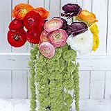 Greenchoice Flowers - 60 Fresh Cut Assorted Ranunculus | 15.7' long stem | No Vase