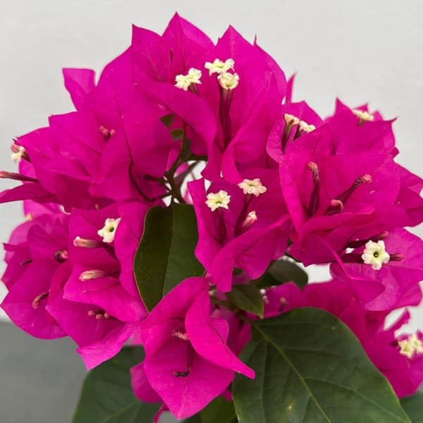 Amazon.co.jp: ブーゲンビレア：ベラ（濃桃色）4号ポット[次々に