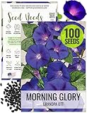 Seed Needs, Grandpa OTT Morning Glory Seeds - 100 Heirloom Seeds for Planting Ipomea purpurea - Annual Blue/Violet Blooms, Flowering Vine for a Natural Privacy Fence (1 Pack)