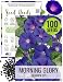 75 Seeds, Morning Glory "Grandpa Ott" (Ipomea purpurea) Seeds By Seed Needs