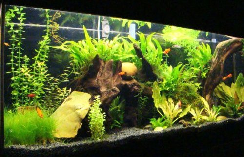 Get Strand aquarium dekorationen HD Strand Aquarium Dekorationen