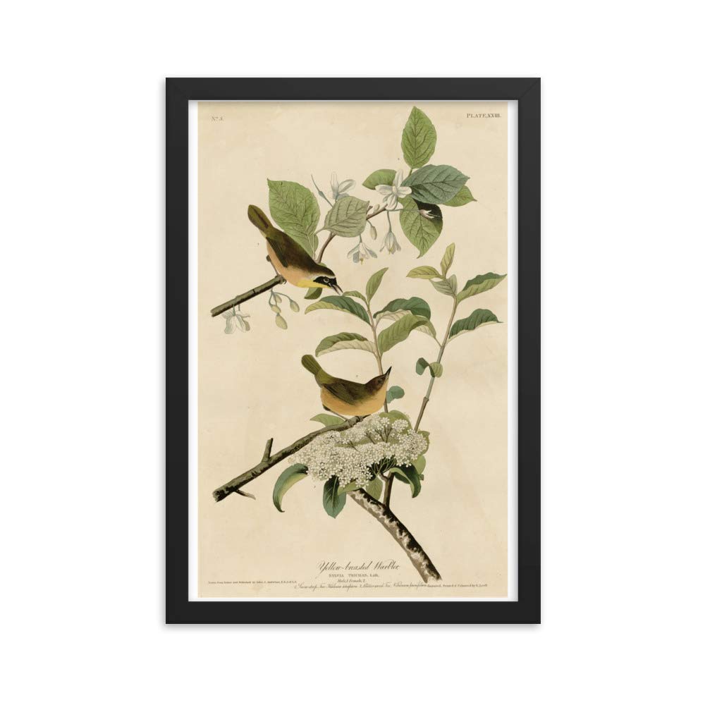 Poster oiseaux Yellowthroat d'Audubon sous cadre premium