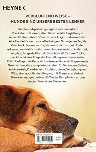 Die Weisheit alter Hunde: Gelassen sein, erkennen, was wirklich zählt – Was wir von grauen Schnauzen über das Leben lernen können