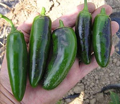 Goliath jalapeno (Goliath Jalapeno, Goliath Jalapenos, Capsicum annuum) Goliath jalapeno