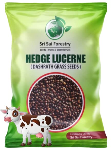 See full amazon price history chart for SRI SAI FORESTRY Dashrath Grass Seeds 250G| Dasharath Ghas Seed | Hedge lucerne | Velimsal Seed SRI SAI FORESTRY Dashrath Grass Seeds 250G| Dasharath Ghas Seed | Hedge lucerne | Velimsal Seed (B0C39ZMC64) Amazon Price History, Amazon Price Tracker