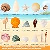 Sea Shell Mixed Ocean Shells Set, 15 Kinds 1.2-2.7 Various Sizes Natural Seashell & Starfish for Beach Themed Decor, DIY Crafts, Vase Fillers, Fish Tank, Home, Wedding and Party Decoration