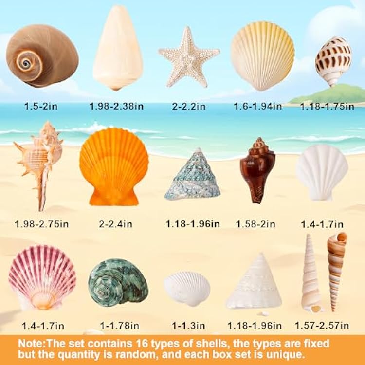 Sea Shell Mixed Ocean Shells Set, 15 Kinds 1.2-2.7 Various Sizes Natural Seashell & Starfish for Beach Themed Decor, DIY Crafts, Vase Fillers, Fish Tank, Home, Wedding and Party Decoration