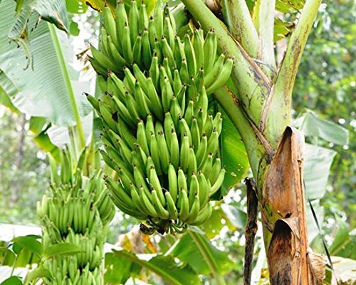 See full amazon price history chart for NEW DEBNATH NURSERY Plant Banana Tissue Culture Kerala Nendran Banana - (Tissue Culture) Fruit Plants (1 Healthy Live Fruit Plant) NEW DEBNATH NURSERY Plant Banana Tissue Culture Kerala Nendran Banana - (Tissue Culture) Fruit Plants (1 Healthy Live Fruit Plant) (B0BSFFQ116) Amazon Price History, Amazon Price Tracker