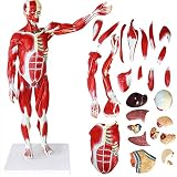 TKer Modèle de Muscle Humain de 78 CM, Modèle d'anatomie Musculaire Superficielle Convient pour la démonstration d'enseignement médical