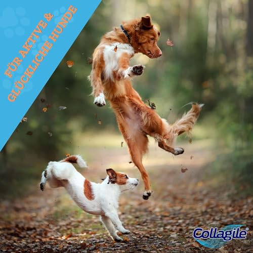 Collagile Dog 2x225g – Bioaktive Collagen Peptide für Hunde und Katzen – Nutrifunktionelles Gelenkpulver – unterstützt den gesamten Bewegungsapparat – Klinisch in Studien getestet