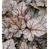 Rug Purple Bell Quicksilver - Heucherella tiarelloides