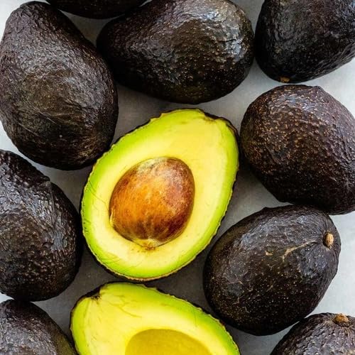 Nursery Hass Avocado Original Persea Americana Alligator Pear But...