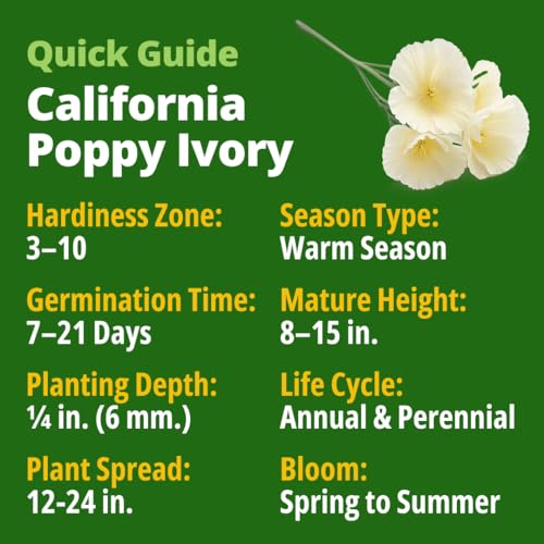 Image of HOME GROWN California Poppy Ivory Castle 2500 Seeds 3.3g 2026 Spring Flower Seeds for Planting Outdoors, California Poppies, Bulk Perennial Self-Seeding Flower Seeds (Eschscholzia Californica)