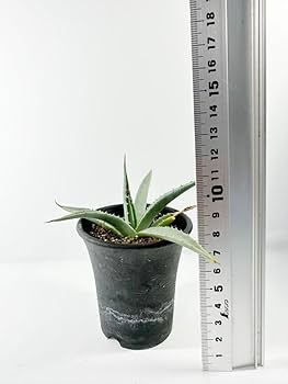 アガベ ユタエンシス　Agave utahensis fit=scale-down,w=1200