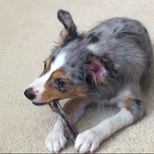 image for Simple Green 32 oz. Bio Dog Pet Stain and Odor Remover - 2 Bottles